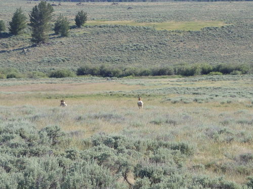 GDMBR: these 2 Antelope became alarmed and started to get up for a run.